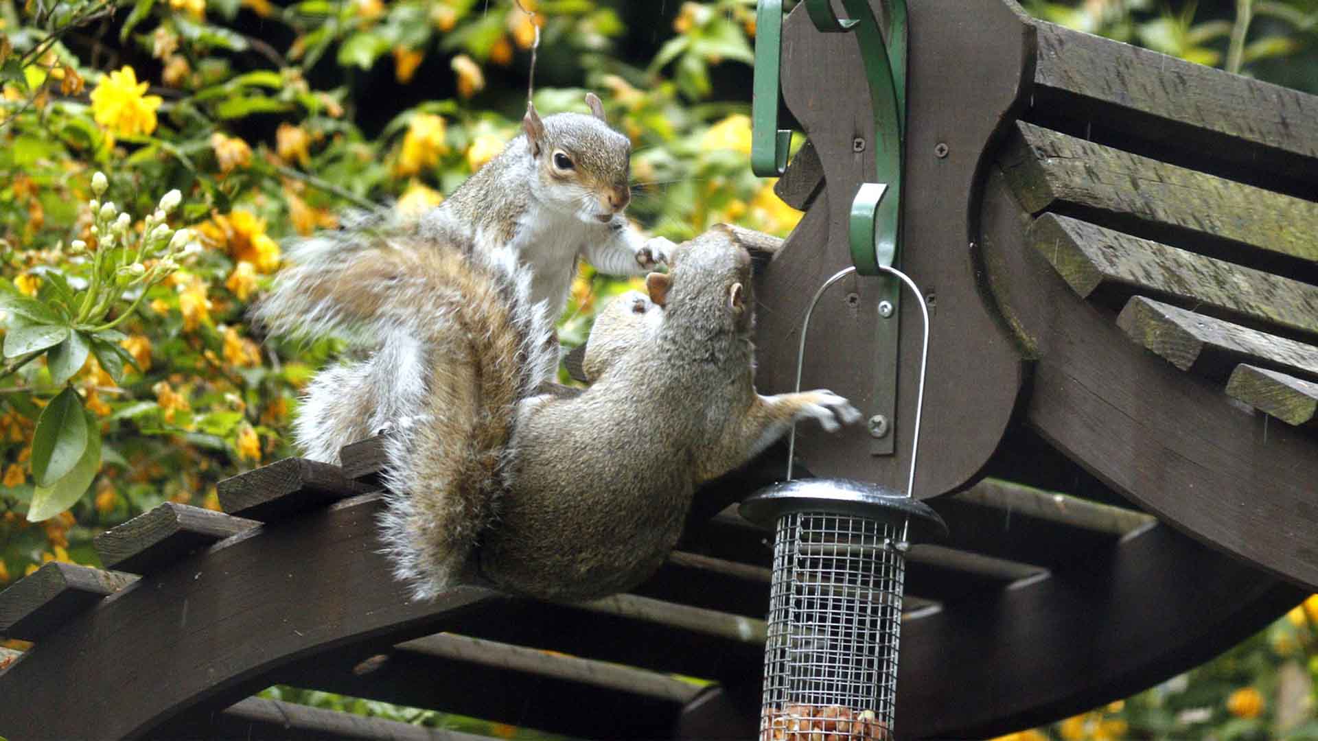 best squirrel proof bird feeder
